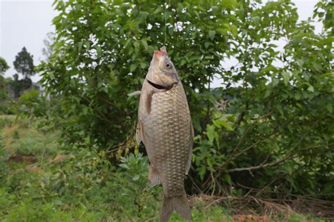 初秋怎麼野釣大鯽魚：釣魚的樂趣與技巧